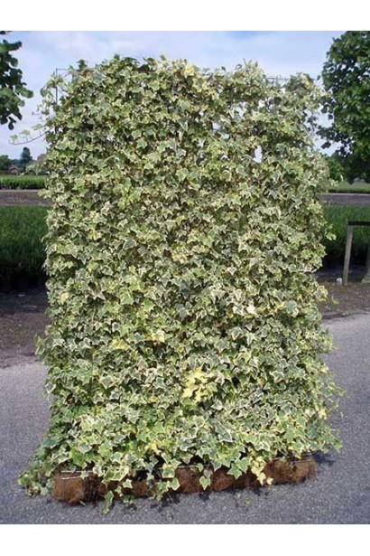 Дорослий плющ Гласієр формує щільний покрив на стінах і парканах.